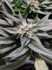 061518_Bud Closeup_2.jpg