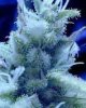 ice-marijuana-buds.jpg
