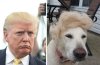 donald-trump-yelow-labrador-hair-combover.jpg