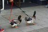 duck-walk1.jpg