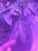 IMG_20180712_212702.jpg