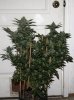 BluePyramid-P1-Day49-Harvest-1.JPG