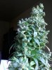 20180802_175540.jpg