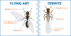 flying-ant-termite.png