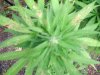 DSCN2929.JPG
