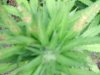 DSCN2930.JPG