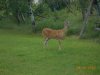 DeerInTheYard010.jpg