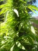DSC05483.JPG
