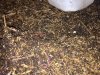 IMG_1655.JPG