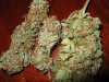 buds7.jpg