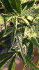 DDF4BD48-7617-481B-B5C5-62FCE7220D7F.png