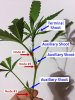 Cloned-Cannabis-768x1020.jpg