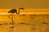 flamingo-tamil-nadu-india-04.adapt.676.1.jpg