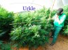 budset12.jpg
