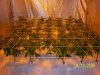 purple urkle veg week 5 006.jpg
