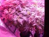 green crack and blue dream begin bloom number 2.jpg