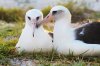 sfw_wisdom_albatross_23286592376_5f98f658f1_o.jpg