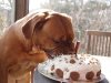 be996a95ad5fece8bb5bc58d1fb80209--birthday-cake-recipes-dog-birthday-cakes.jpg