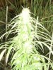 grow journal 405.jpg