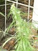 grow journal 406.jpg