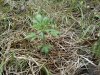 IMG00144-20090418-1800.jpg