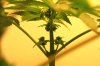 bud1.jpg