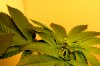 bud3.jpg