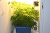 bud6.jpg