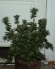 BlueHarley-BX1-P2-Day54-Harvest-1.JPG