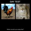 lolsclub.com-gay-test.jpg