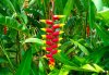 heliconia.jpg