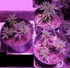 clones dec 8 2018 with lines.jpg