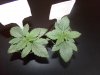 Balkh seedlings growth+12.JPG