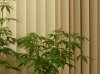 grow 077.jpg
