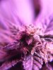 Blue Dream trichomes few amber Dec 16 2018.jpg