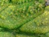 Trichomes3_20181226.jpg