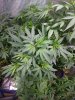 Deep_Chunk_Icemud_Hazeman_monkeyballs_seeds_cannabis (2).jpg