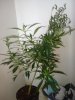 IMG_20190106_080903474.jpg