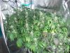 Green Crack Jan 10 2019 with harvested blue dream still in bloom tent.jpg