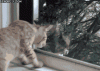 funny-gifs-mikey-the-cat-mikey-vs-the-squirrel.gif