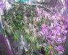 Green Crack Jan 18 2019 with harvested blue dream still in bloom tent.jpg