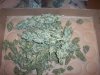 100_2333.jpg