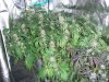 Green Crack Jan 25 2019 with harvested blue dream still in bloom tent.jpg