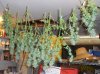 Green Crack harvested Jan 28 2019.jpg