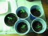 Bigger seedlings.jpg