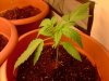 ss-187-albums-super-skunk-1st-grow-picture53891-ss-plant-1.jpg