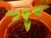 ss-187-albums-super-skunk-1st-grow-picture53892-ss-plant-2.jpg