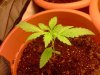 ss-187-albums-super-skunk-1st-grow-picture53894-ss-plant-3.jpg