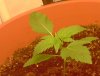 ss-187-albums-super-skunk-1st-grow-picture53893-ss-plant-4.jpg