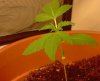 ss-187-albums-super-skunk-1st-grow-picture53898-ss-plant-5.jpg